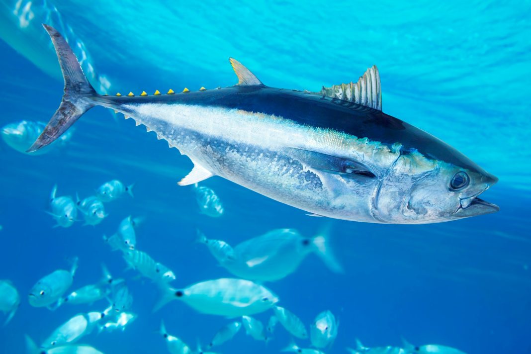 viciados-em-atum:-humanidade-vem-pescando-esses-predadores-marinhos-ha-44-mil-anos