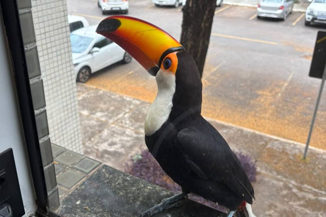 tucano-surpreende,-bica-janela-de-ape-e-pede-fruta-a-moradora-na-asa-norte