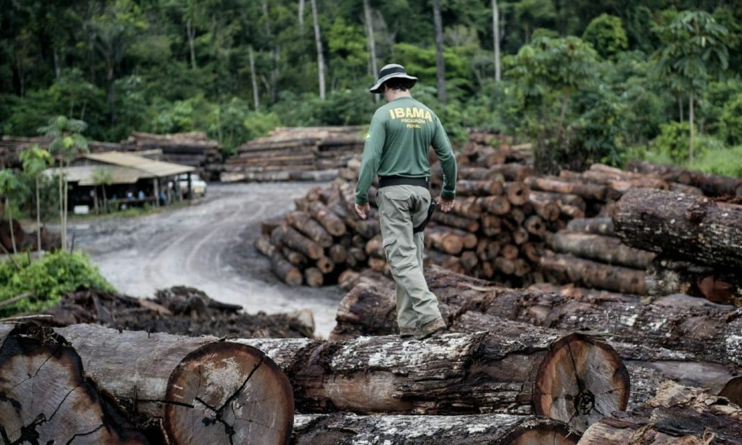 pesquisa-usa-assinatura-quimica-das-arvores-para-reforcar-combate-a-madeira-ilegal