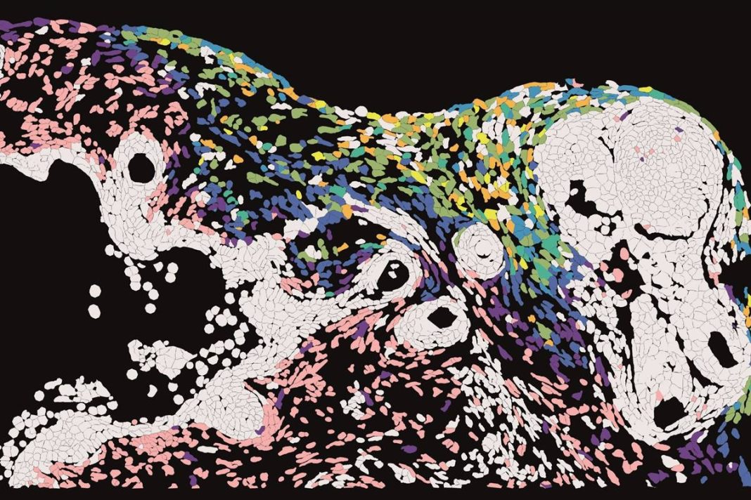 virus-da-herpes-infecta-celulas-da-pele-em-ritmos-diferentes,-mostra-estudo